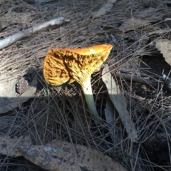 Agarics gilled fungi at Moruya, NSW - 24 Apr 2019 11:57 AM