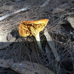 Agarics gilled fungi at Moruya, NSW - 24 Apr 2019
