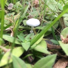 Leucoagaricus sp. at Broulee Moruya Nature Observation Area - 24 Apr 2019 by LisaH