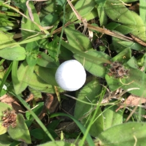 Leucoagaricus sp. at Broulee, NSW - 24 Apr 2019 11:28 AM