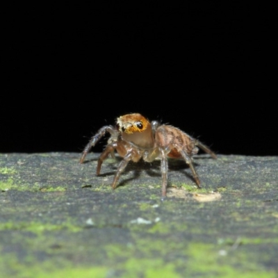 Prostheclina sp (genus) (A jumping spider) at Acton, ACT - 23 Apr 2019 by TimL