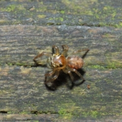 Prostheclina sp (genus) at Acton, ACT - 23 Apr 2019