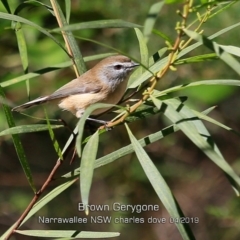 Gerygone mouki (Brown Gerygone) at Garrads Reserve Narrawallee - 19 Apr 2019 by CharlesDove