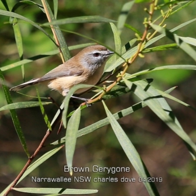 Gerygone mouki (Brown Gerygone) at Narrawallee Foreshore and Reserves Bushcare Group - 20 Apr 2019 by CharlesDove