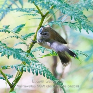 Gerygone mouki at Garrads Reserve Narrawallee - 20 Apr 2019 12:00 AM