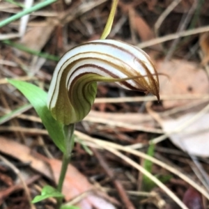 Diplodium truncatum at Cook, ACT - 16 Apr 2019