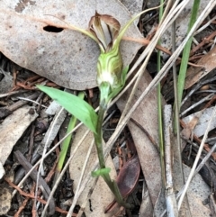 Diplodium truncatum at Cook, ACT - 16 Apr 2019