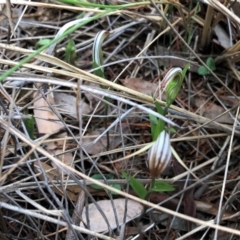 Diplodium truncatum at Cook, ACT - 16 Apr 2019