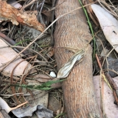 Diplodium ampliatum (Large Autumn Greenhood) at Cook, ACT - 16 Apr 2019 by CathB