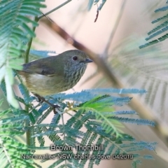 Acanthiza pusilla (Brown Thornbill) at Mollymook Beach, NSW - 19 Apr 2019 by CharlesDove
