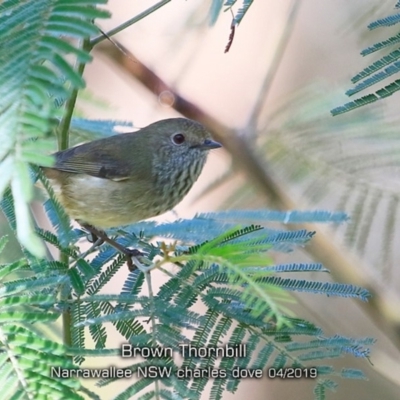 Acanthiza pusilla (Brown Thornbill) at Mollymook Beach, NSW - 20 Apr 2019 by CharlesDove