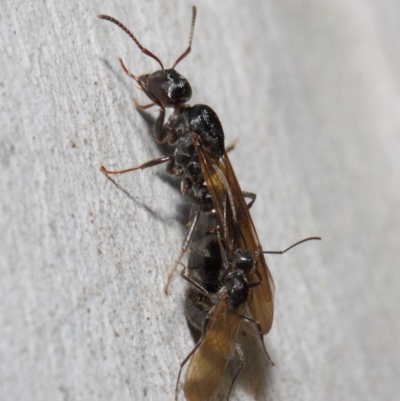 Notoncus sp. (genus) (A Notoncus ant) at Acton, ACT - 23 Apr 2019 by TimL