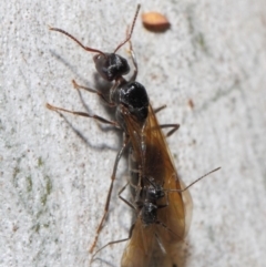 Notoncus sp. (genus) at Acton, ACT - 23 Apr 2019