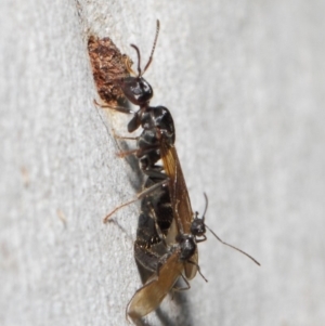 Notoncus sp. (genus) at Acton, ACT - 23 Apr 2019 11:52 AM