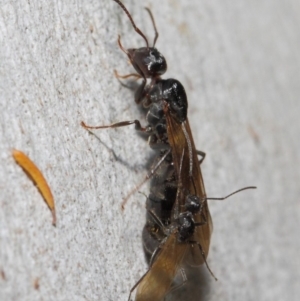 Notoncus sp. (genus) at Acton, ACT - 23 Apr 2019 11:52 AM