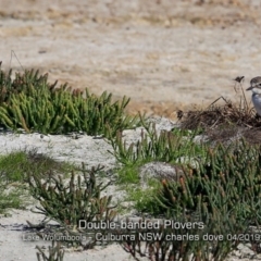 Anarhynchus bicinctus (Double-banded Plover) at Kinghorne, NSW - 18 Apr 2019 by Charles Dove