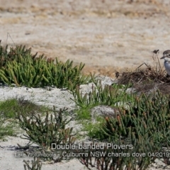 Anarhynchus bicinctus (Double-banded Plover) at Kinghorne, NSW - 19 Apr 2019 by CharlesDove