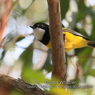 Pachycephala pectoralis (Golden Whistler) at Dolphin Point, NSW - 18 Apr 2019 by CharlesDove