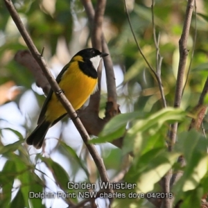 Pachycephala pectoralis at Dolphin Point, NSW - 18 Apr 2019