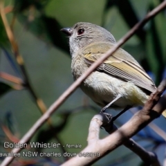 Pachycephala pectoralis (Golden Whistler) at Narrawallee, NSW - 19 Apr 2019 by Charles Dove