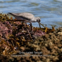 Tringa brevipes (Grey-tailed Tattler) at Abrahams Bosom Walking Track - 19 Apr 2019 by CharlesDove