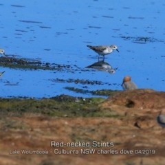 Calidris ruficollis (Red-necked Stint) at Culburra Beach, NSW - 18 Apr 2019 by Charles Dove