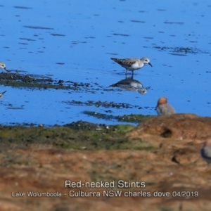 Calidris ruficollis at Culburra Beach, NSW - 19 Apr 2019 12:00 AM