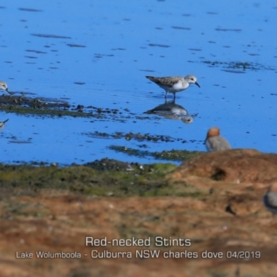 Calidris ruficollis (Red-necked Stint) at Jervis Bay National Park - 18 Apr 2019 by Charles Dove