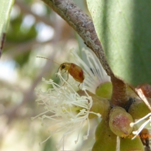 Monolepta juno at Sth Tablelands Ecosystem Park - 14 Apr 2019