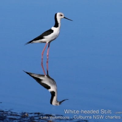 Himantopus leucocephalus (Pied Stilt) at Wollumboola, NSW - 19 Apr 2019 by CharlesDove