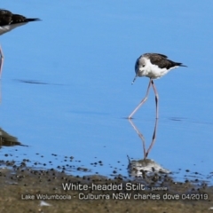 Himantopus leucocephalus at Wollumboola, NSW - 19 Apr 2019