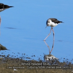 Himantopus leucocephalus at Wollumboola, NSW - 19 Apr 2019