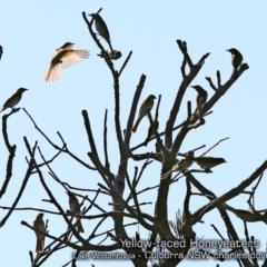 Caligavis chrysops (Yellow-faced Honeyeater) at Culburra Beach, NSW - 19 Apr 2019 by CharlesDove