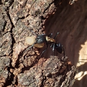 Polyrhachis ornata at Cook, ACT - 20 Apr 2019 05:32 PM