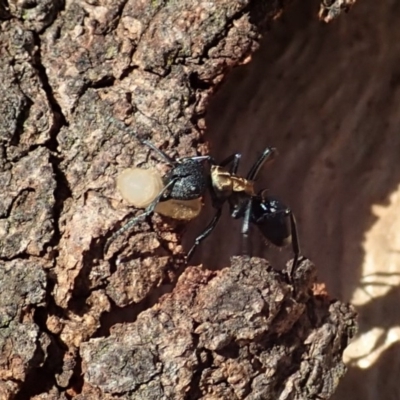 Polyrhachis ornata (Ornate spiny ant) at Mount Painter - 20 Apr 2019 by CathB