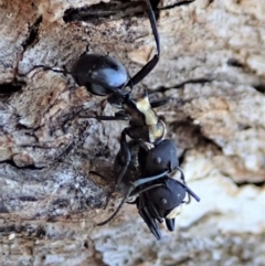 Polyrhachis ornata at Cook, ACT - 20 Apr 2019 05:32 PM