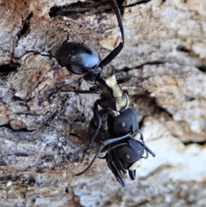 Polyrhachis ornata at Cook, ACT - 20 Apr 2019