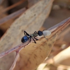 Polyrhachis ornata at Cook, ACT - 20 Apr 2019