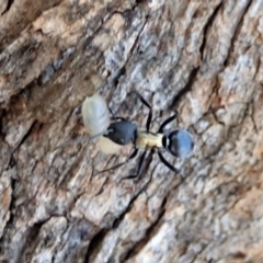 Polyrhachis ornata at Cook, ACT - 20 Apr 2019