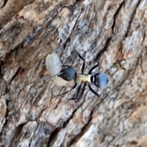 Polyrhachis ornata at Cook, ACT - 20 Apr 2019 05:32 PM