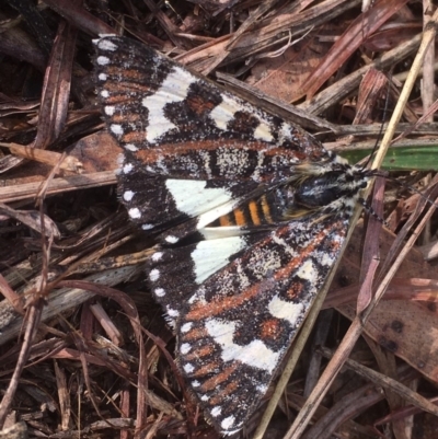 Apina callisto (Pasture Day Moth) at Griffith, ACT - 23 Apr 2019 by AlexKirk