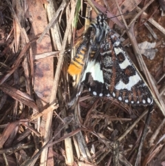 Apina callisto at Griffith, ACT - 24 Apr 2019 09:51 AM