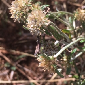 Euchiton sphaericus at Griffith, ACT - 24 Apr 2019