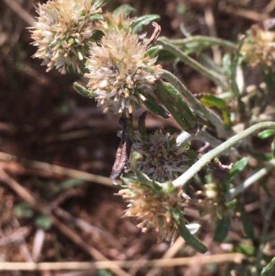 Euchiton sphaericus (Star Cudweed) at Griffith, ACT - 23 Apr 2019 by AlexKirk