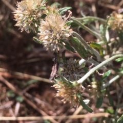 Euchiton sphaericus (Star Cudweed) at Griffith, ACT - 23 Apr 2019 by AlexKirk