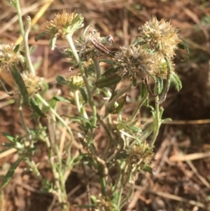 Euchiton sphaericus at Griffith, ACT - 24 Apr 2019 09:44 AM