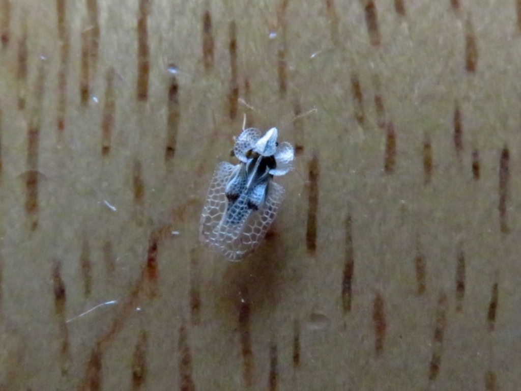 Corythucha ciliata at Macarthur, ACT - 24 Apr 2019