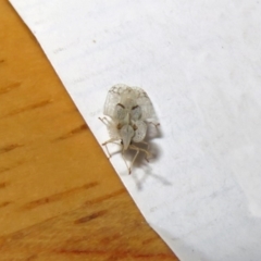 Corythucha ciliata at Macarthur, ACT - 24 Apr 2019