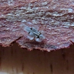 Corythucha ciliata at Macarthur, ACT - 24 Apr 2019 12:56 PM