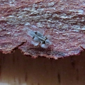 Corythucha ciliata at Macarthur, ACT - 24 Apr 2019